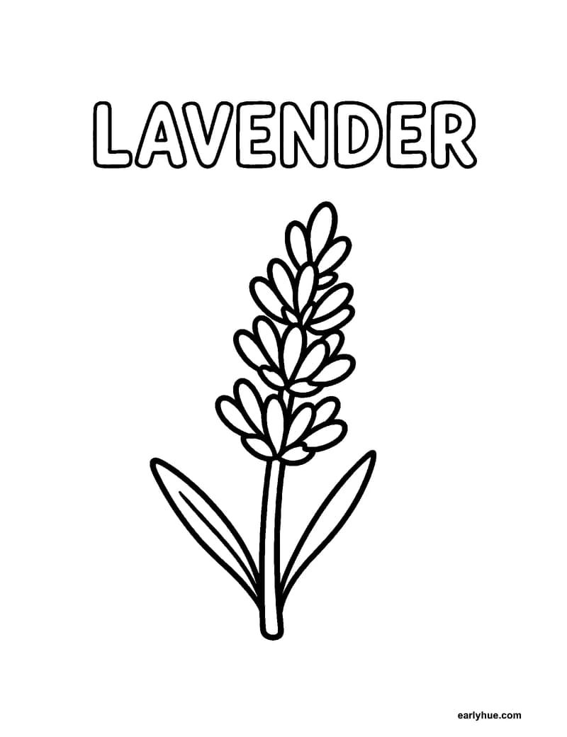 Black-and-white printable lavender coloring page featuring original child-friendly coloring page showing one large hollow uppercase word lavender beside one.