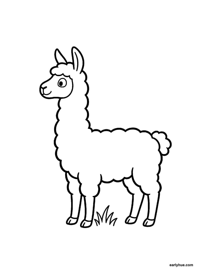 A black-and-white coloring page of a llama that stands in a field with a long curved neck and a thick woolly coat.